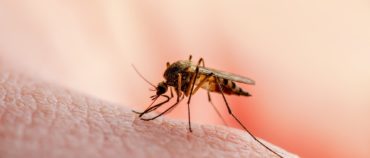 Mosquito Awareness
